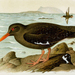 Canarian Oystercatcher - Photo Artwork by Henrik Gronvold (1858–1940)., no known copyright restrictions (public domain)