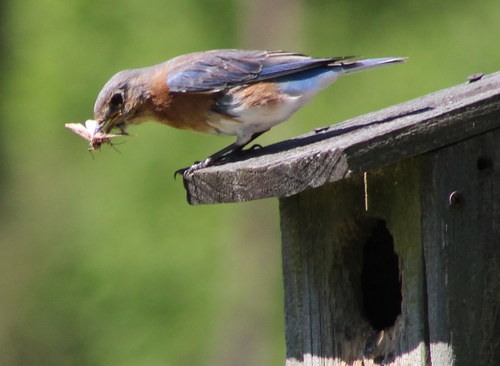 Eastern Bluebird photographed in Georgia