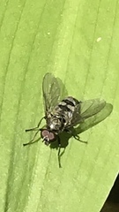 Portevinia maculata