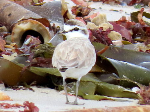 iNaturalist image