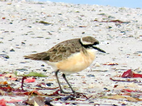 iNaturalist image