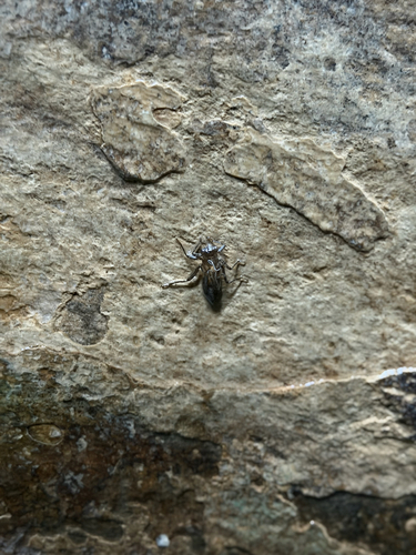 Variegated Lynx Spider