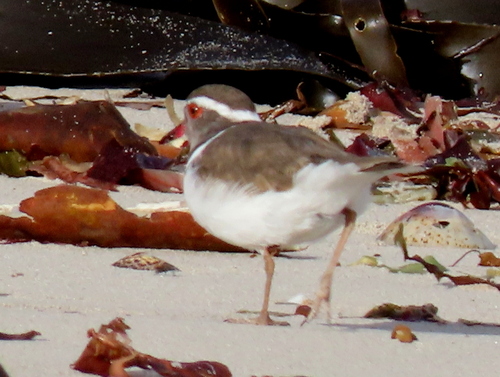 iNaturalist: (c) Gigi Laidler, some rights reserved (CC BY-NC), uploaded by Gigi Laidler iNaturalist image