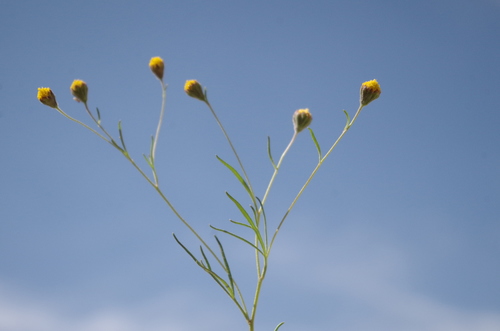 manyflower false threadleaf (Schkuhria multiflora)