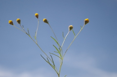 Picradeniopsis multiflora