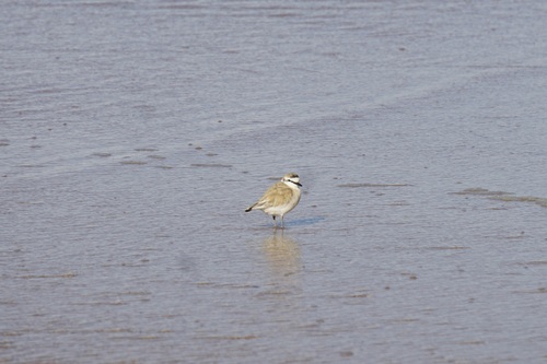 iNaturalist image