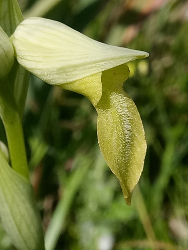 Tongue Orchid
