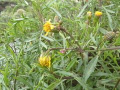 Senecio rudbeckiifolius