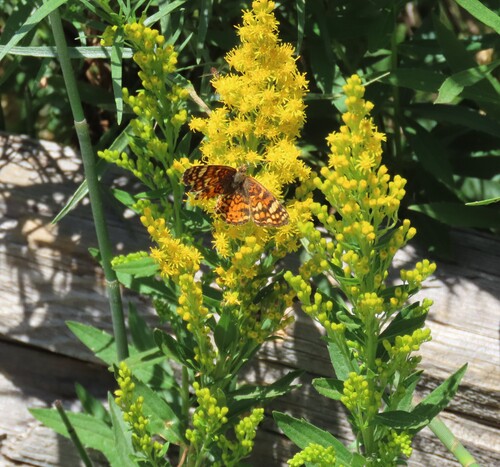 iNaturalist observation photo of Mylitta Crescent
