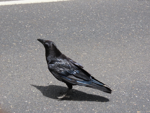 iNaturalist observation photo of Common Raven