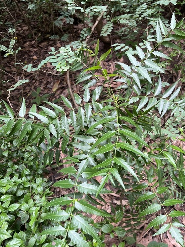 Neem