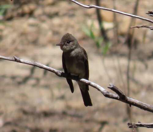 iNaturalist observation photo of Western Wood-Pewee