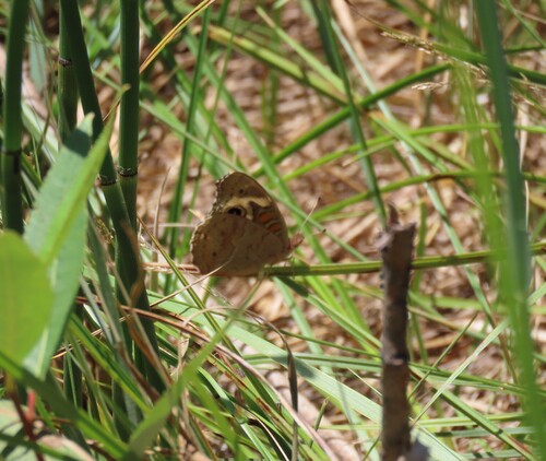 iNaturalist observation photo of Gray Buckeye