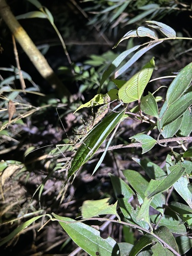 Andropromachus guangxiense
