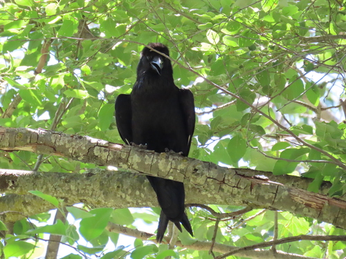 iNaturalist observation photo of Common Raven