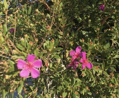 Pleroma semidecandrum