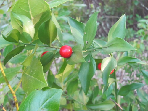Ruscus aculeatus