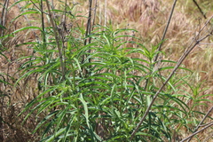 Asclepias fascicularis