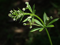 Galium aparine