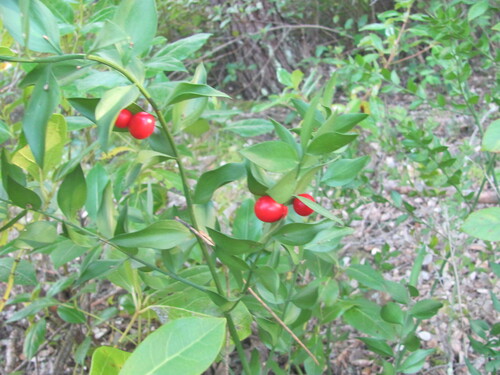 Ruscus aculeatus