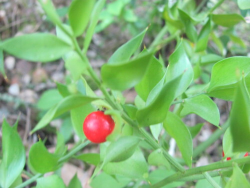 Ruscus aculeatus