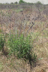 Asclepias fascicularis