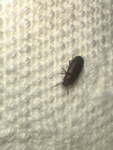 Cynaeus angustus