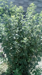 Magnoliopsida