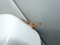 Sphaerodactylus