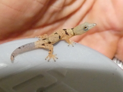 Sphaerodactylus