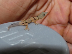 Sphaerodactylus