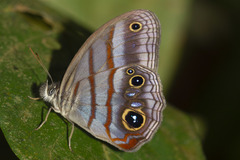 Magneuptychia harpyia