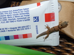 Sphaerodactylus