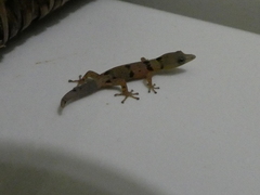Sphaerodactylus