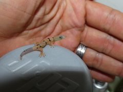 Sphaerodactylus