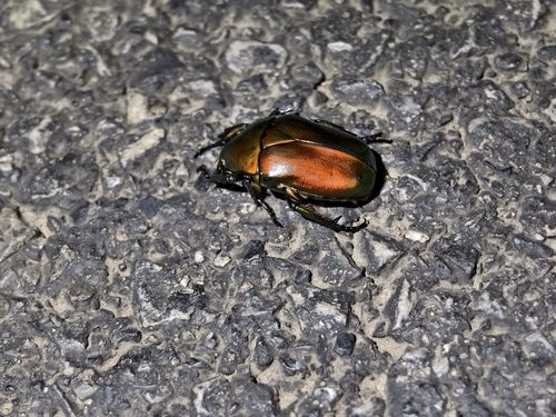 Japanese Drone Beetle