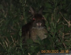 Sylvilagus gabbi