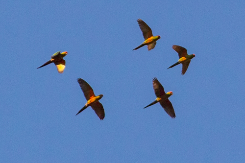 Golden-capped Parakeet (Aratinga auricapillus), photo 3