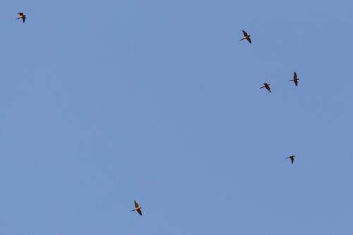 Golden-capped Parakeet (Aratinga auricapillus), photo 4
