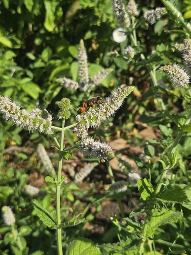 Great Golden Digger Wasp