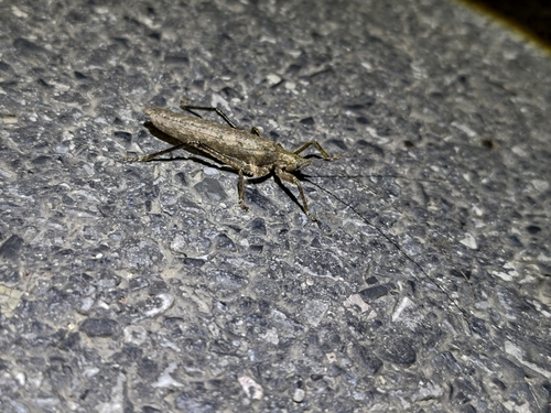 Tegra novaehollandiae