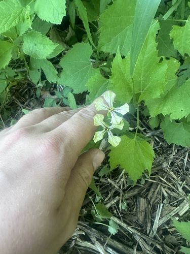 Eruca sativa, photograph 6