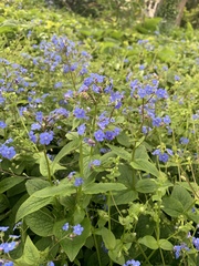 Brunnera