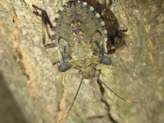 Pentatoma semiannulata