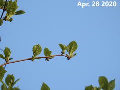 Schisandra chinensis