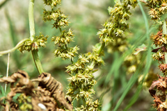 Rumex dentatus