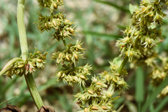 Rumex dentatus