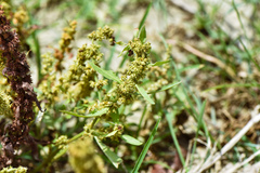 Rumex dentatus