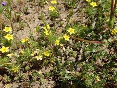 Leptosiphon acicularis