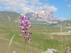 Orchis militaris, photograph (c) Emanuele Santarelli, some rights reserved (CC BY-SA)